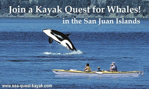 San Juan Islands Kayaking with Orca