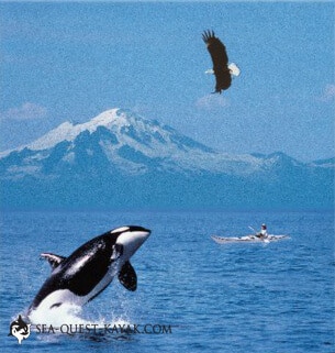 Kayaker joined by orca and eagle on two day san juan island kayak tour