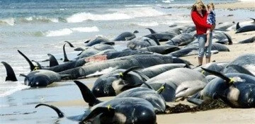 Mass Stranding
