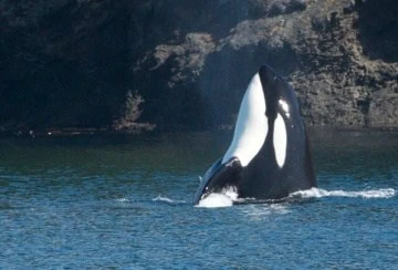An orca breaching vertically out of the water near a rocky shoreline.