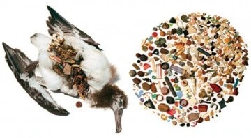 A photograph of a dead bird with its stomach contents exposed, showing a large amount of plastic debris next to a separate pile of similar plastic debris, highlighting the impact of pollution on wildlife.