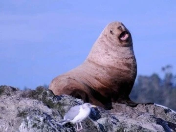 A sea lion sitting on a rock with a seagull nearby, against a backdrop of blue sky.