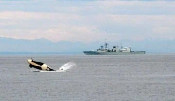 An orca breaching out of the water with a large ship in the background on a calm sea.