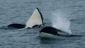 Two orcas swimming at the surface of the water, with one partially breaching and creating a splash.