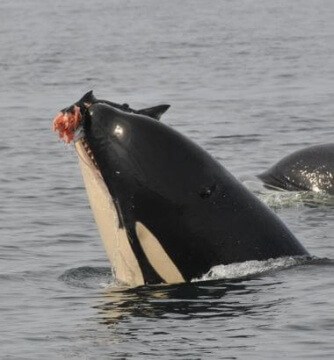 Orca-Salmon-AVGinniken-334x360 | Sea Quest Kayak Tours