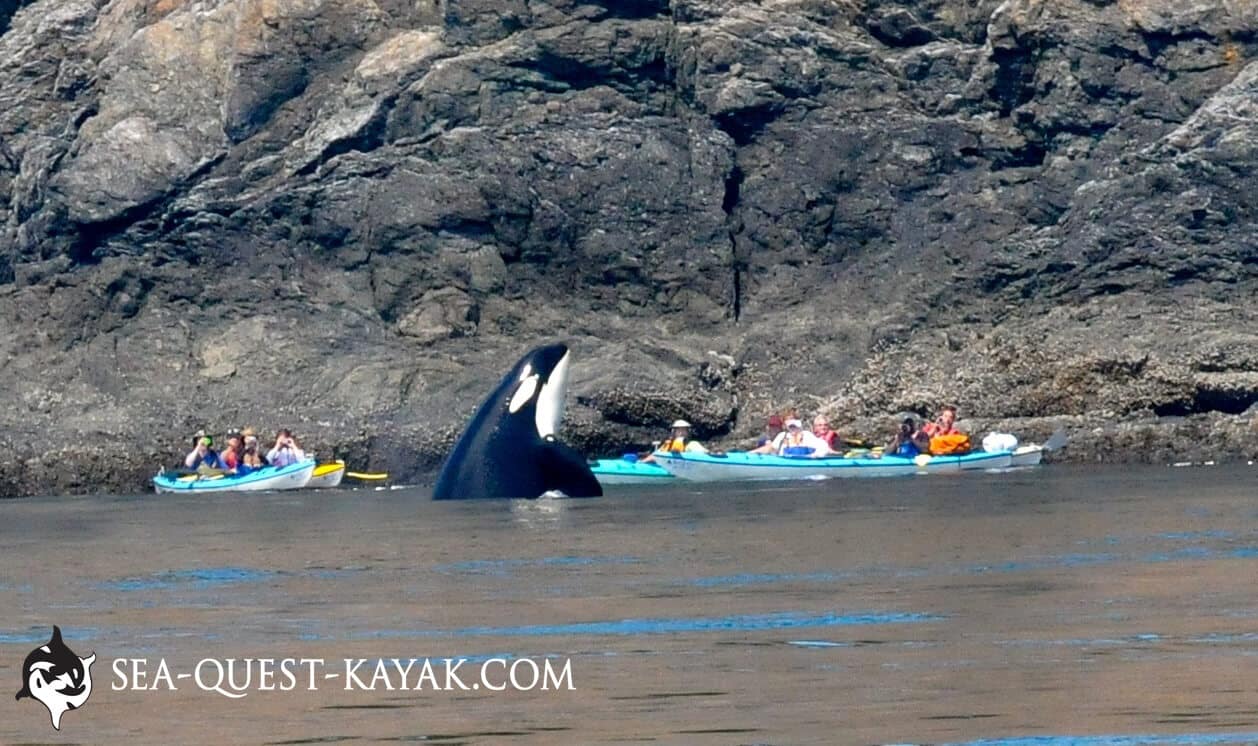 Bull Orca Spyhops in the middle of a Sea Quest Kayak Tour