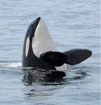 8Orca-Spyhop-345x360 | Sea Quest Kayak Tours An orca breaching vertically from the water with its flippers spread, exposing its white underside.