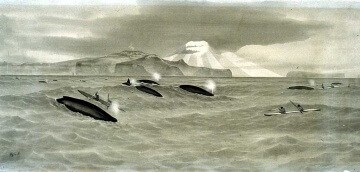 A historical photograph depicting a group of hunters in kayaks approaching a pod of surfacing whales in calm waters.