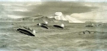 A historical photograph depicting a group of hunters in kayaks approaching a pod of surfacing whales in calm waters.