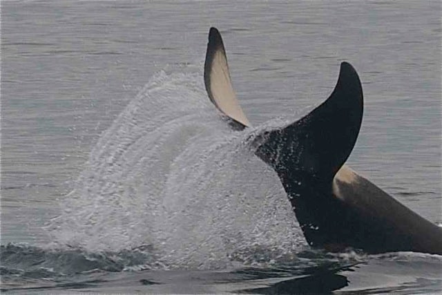 A close up of an orca whales tail fin splashing water in the ocean