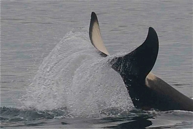 A close up of an orca whales tail fin splashing water in the ocean