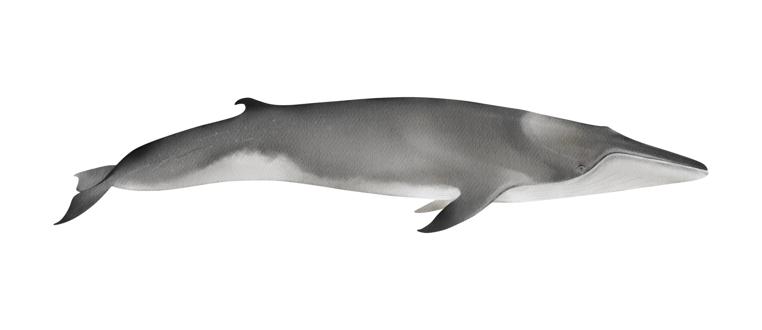 A detailed illustration of a Brydes whale