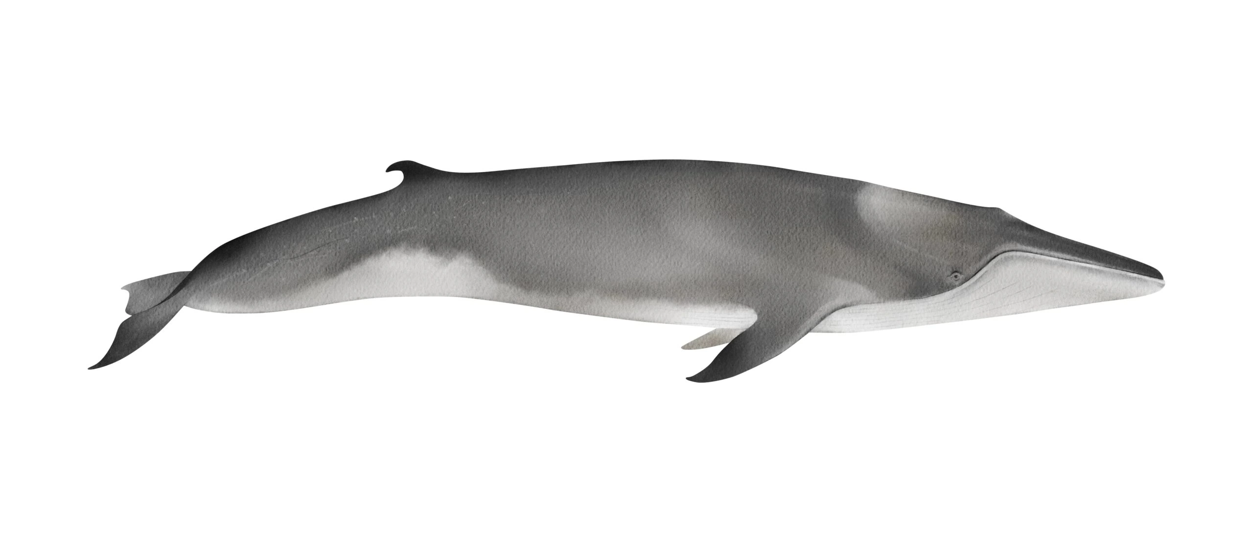 A detailed illustration of a Brydes whale