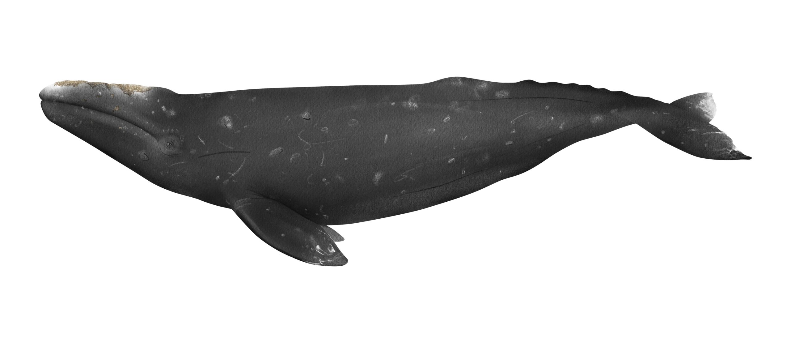 gray whale deaths