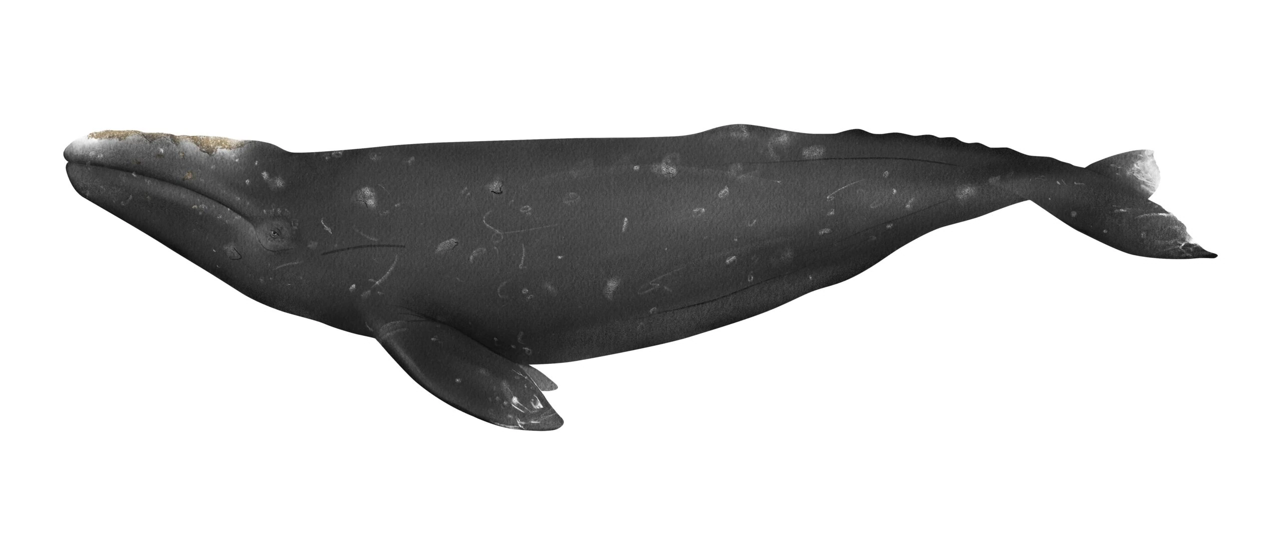 gray whale deaths