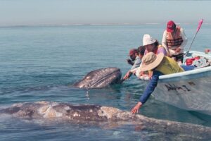 People in a small boat reach out to touch a friendly whale in clear calm waters
