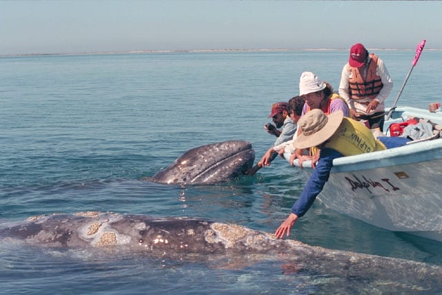 GrayWhaleMotherCalf-1 | Sea Quest Kayak Tours People on a boat petting a gray whale that has approached them in the water.