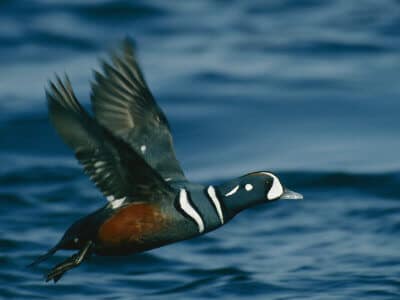 Harlequin-Duck | Sea Quest Kayak Tours A harlequin duck in flight over the water.