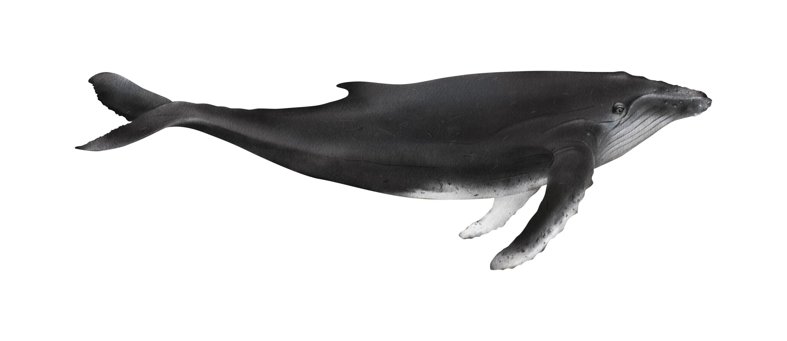 A detailed illustration of a humpback whale
