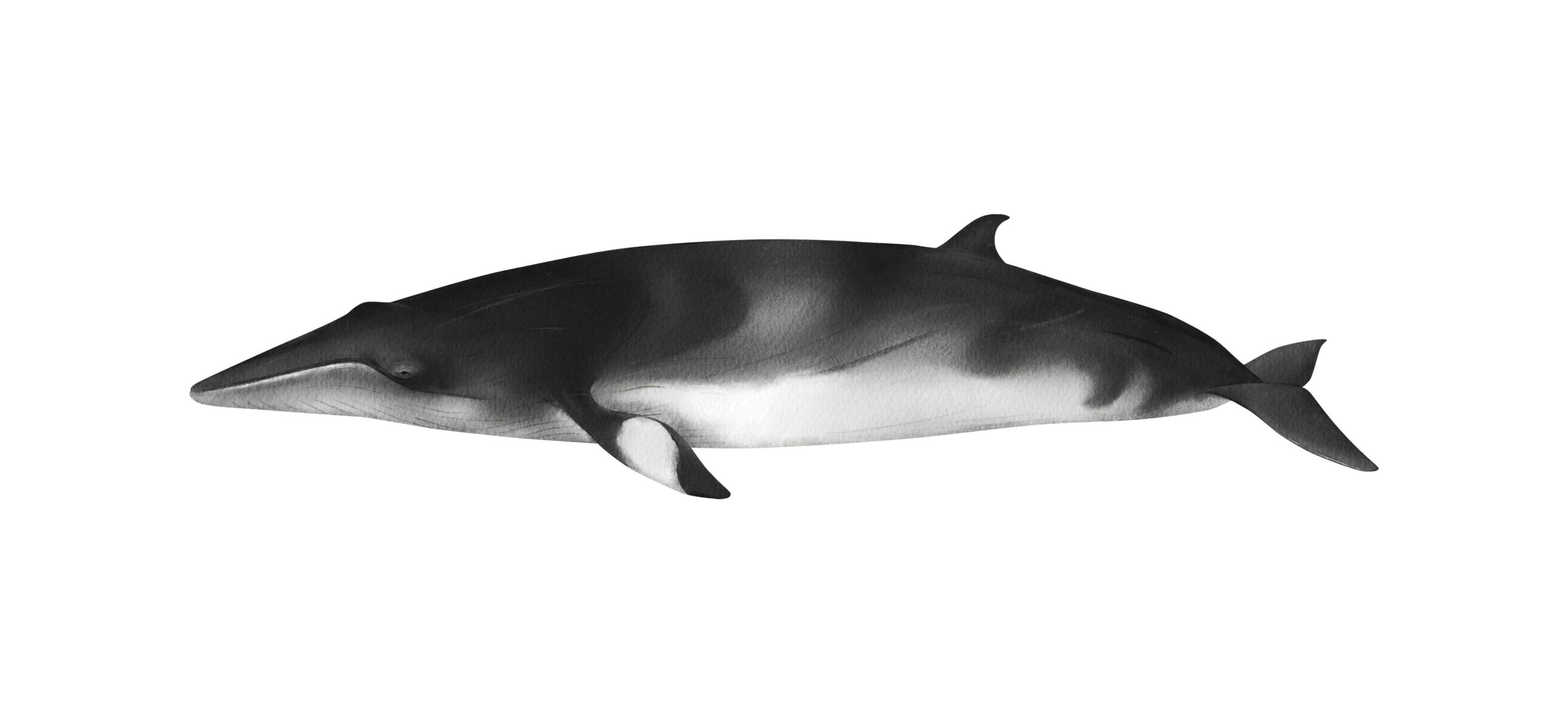 A detailed illustration of a minke whale