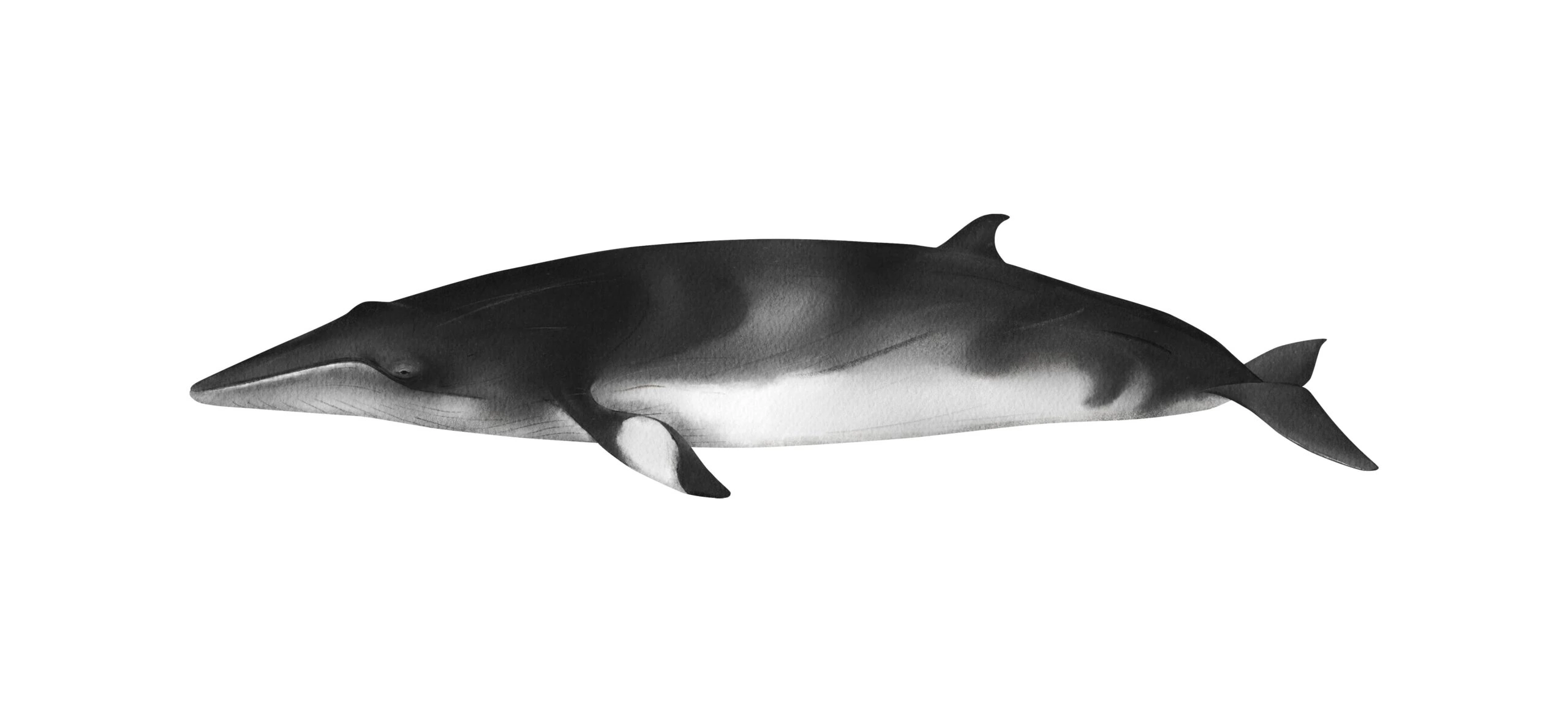 A detailed illustration of a minke whale