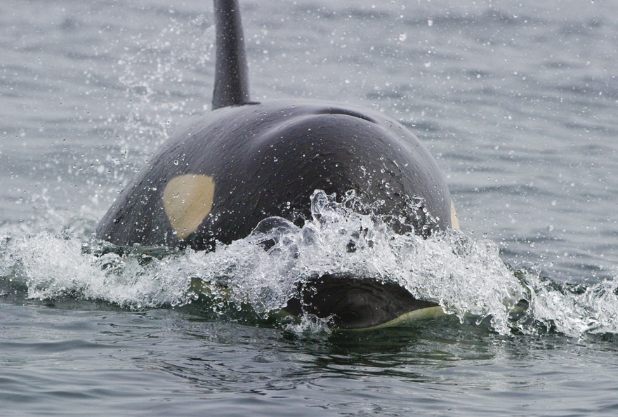 CAPTIVE ORCA WHALES RELEASED