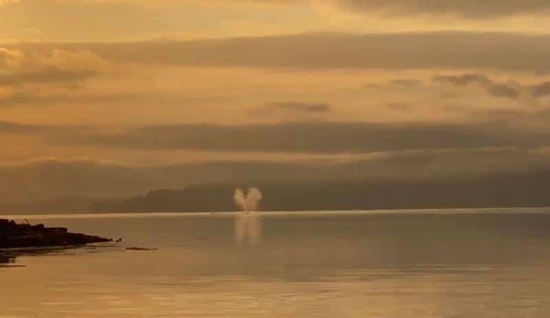 grey whale deaths