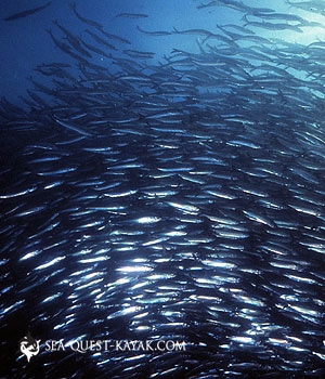 humpbacks and herring