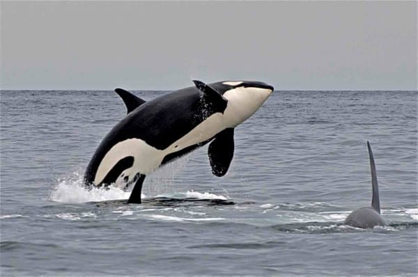 JULY-REPORT-KAYAKING-WITH-ORCAS