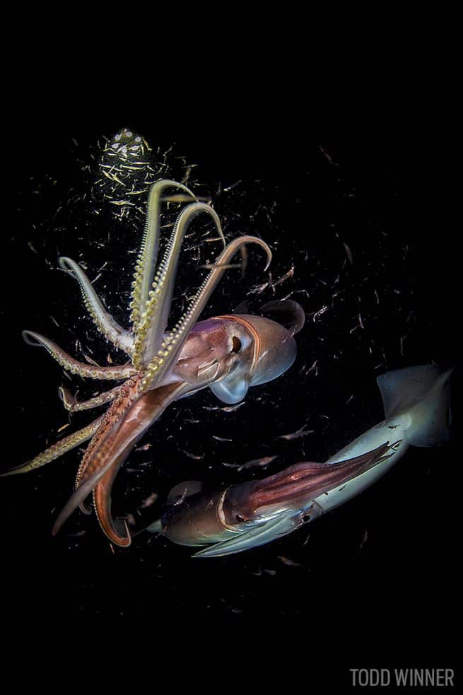 JUMBO-SQUID-INVADING-WASHINGTON