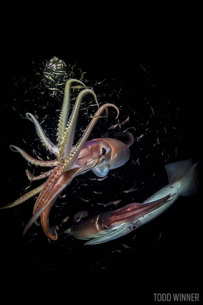 JUMBO-SQUID-INVADING-WASHINGTON