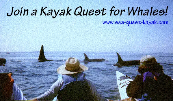 june report orcas
