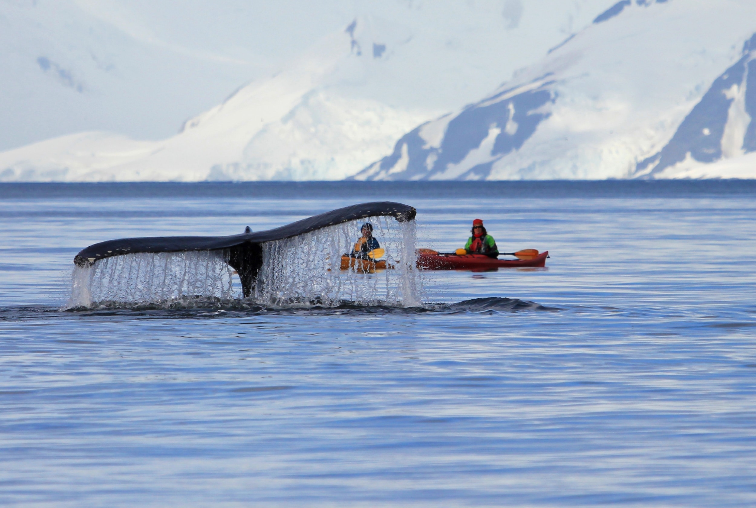 Kayak Tour Humpback Whales Prince William Sound | Sea Quest Kayak Tours Humpback can be seen regularly from kayaks in Prince William Sound
