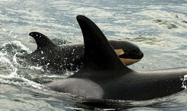 NEW-KILLER-WHALE-BIRTH-BOOSTS-SAN-JUAN-ISLANDS-ORCA-POPULATION