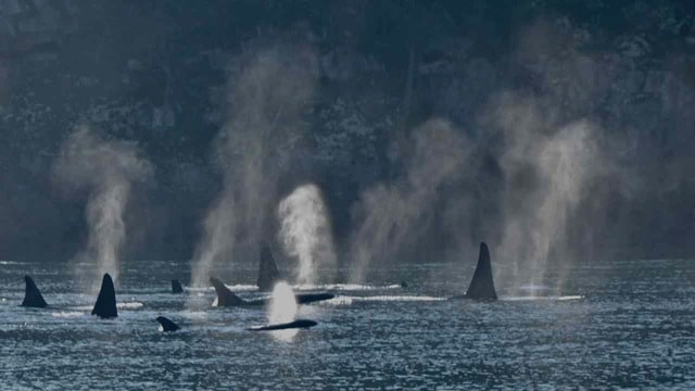 NO MORE KAYAKING WITH ORCA WHALES