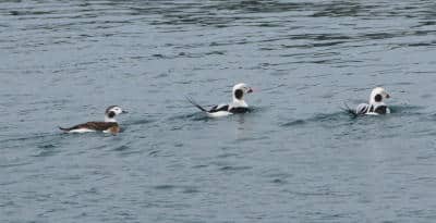 winter birding in the san juans | Sea Quest Kayak Tours winter birding in the san juans