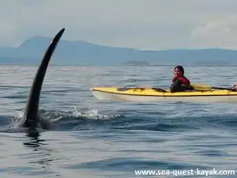 Kayaking San Juan Islands Tour with Orca Whales