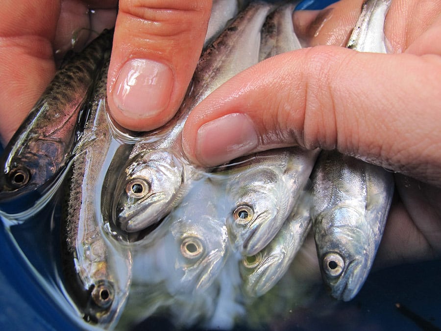 SALMON RECOVERY PROJECTS WILL BENEFIT ORCA