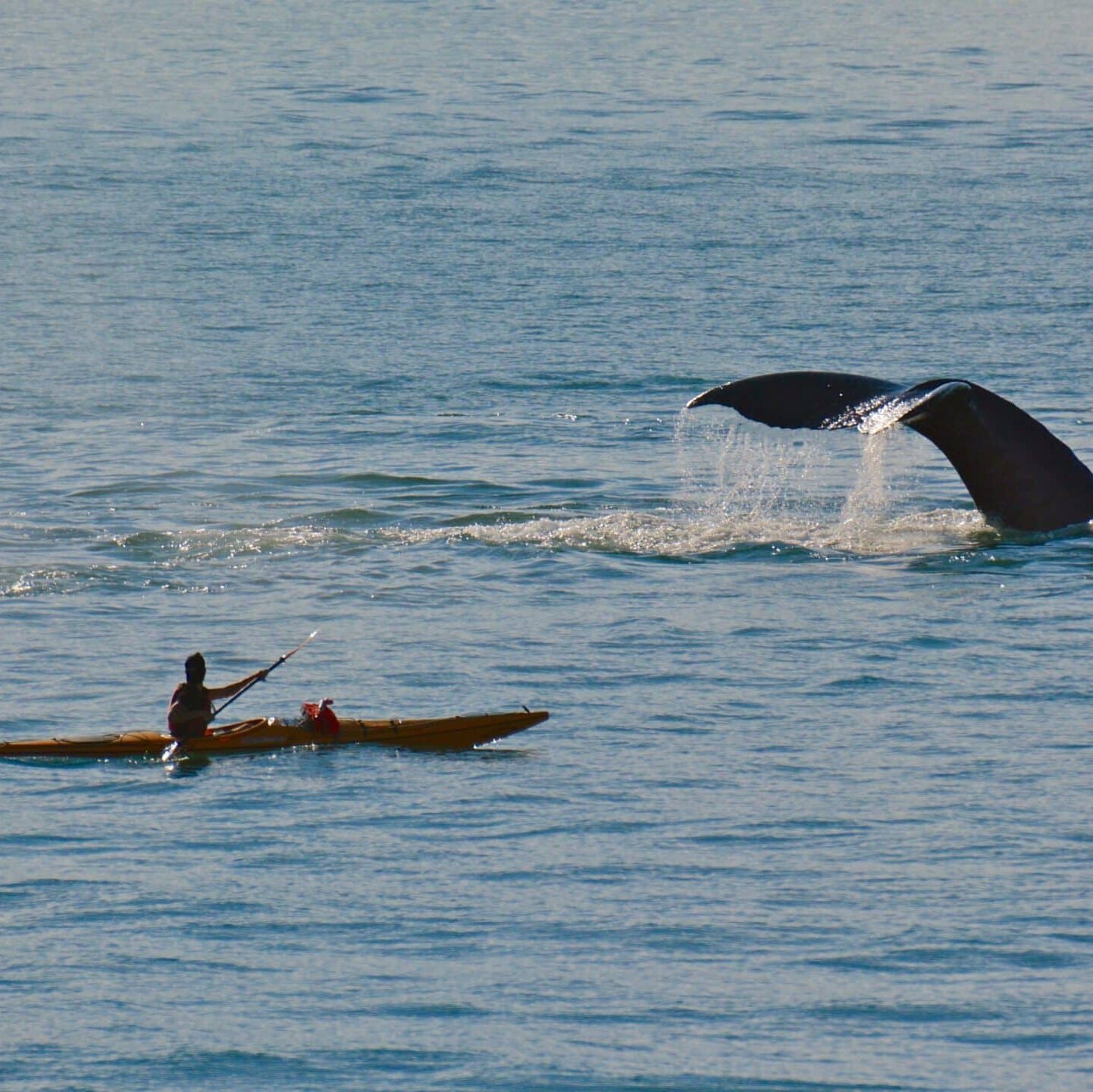 Close Encounter