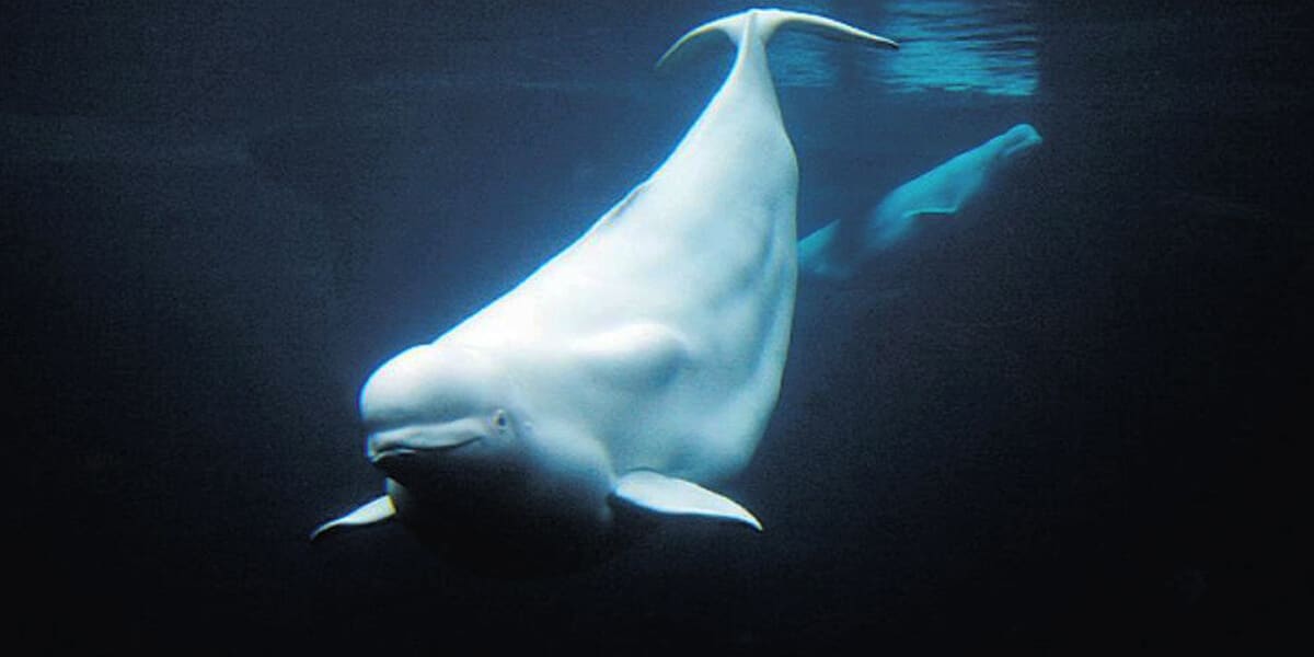 beluga whale