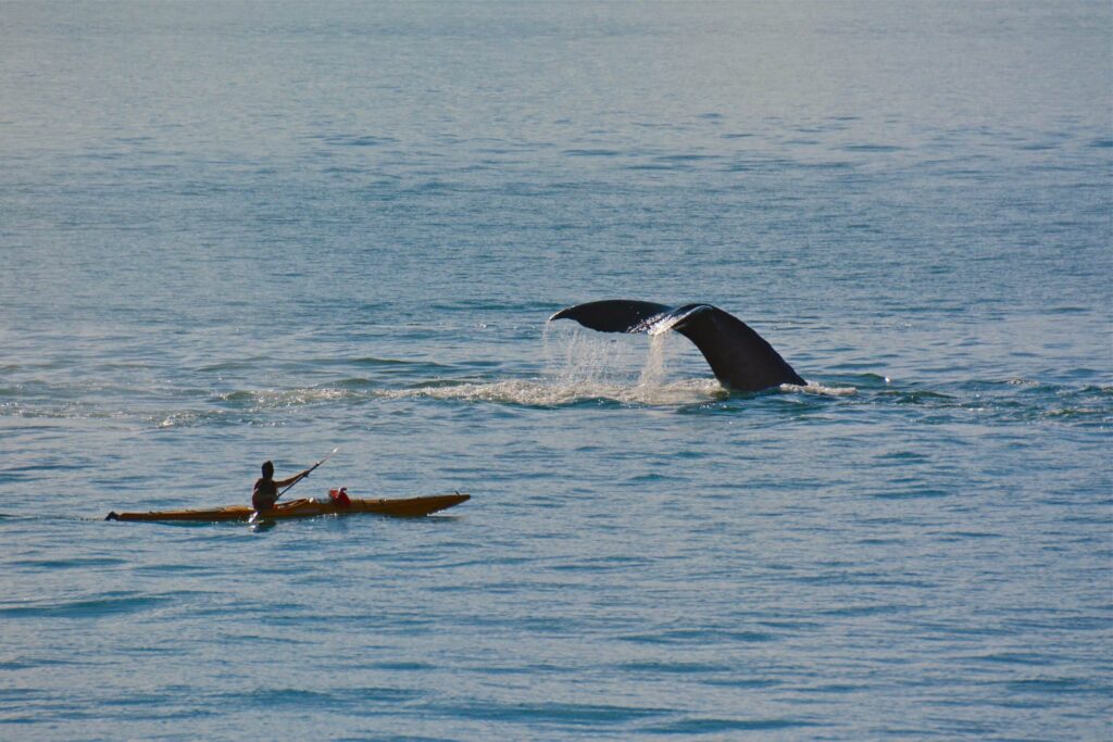 Close Encounter | Sea Quest Kayak Tours blue whale next to kayak