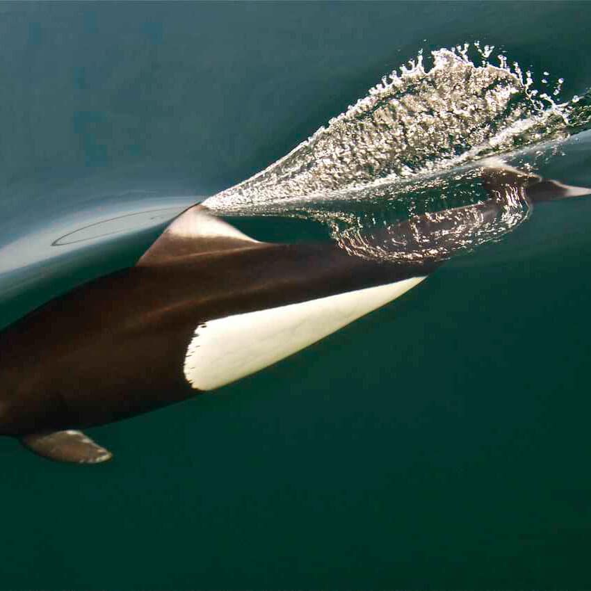 friday-harbor-things-to-do-whale-watching | Sea Quest Kayak Tours Underwater view of an orca swimming just below the surface, showing its sleek body and distinctive black and white markings with sunlight reflecting off the water above