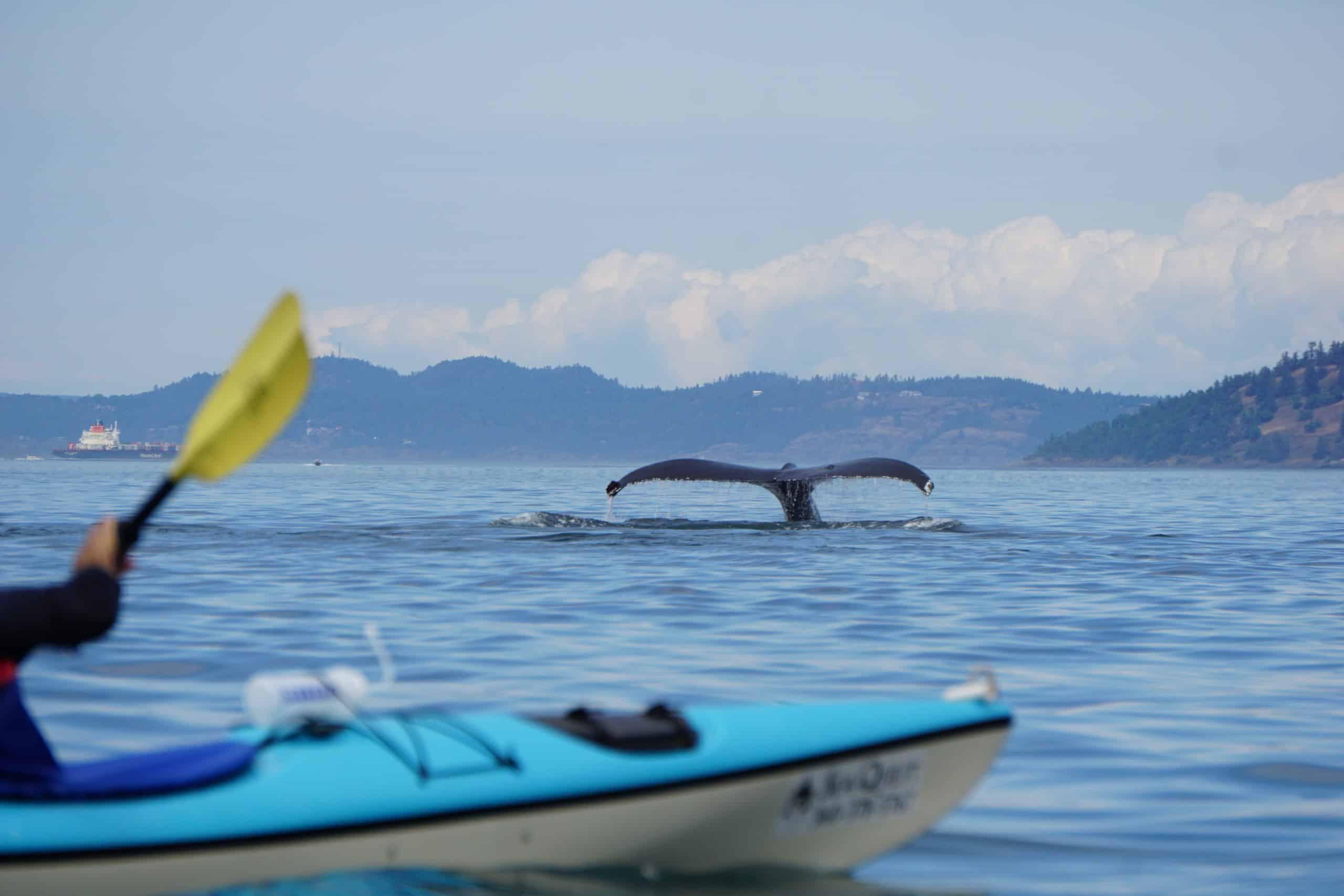 humpback-whale-kayak
