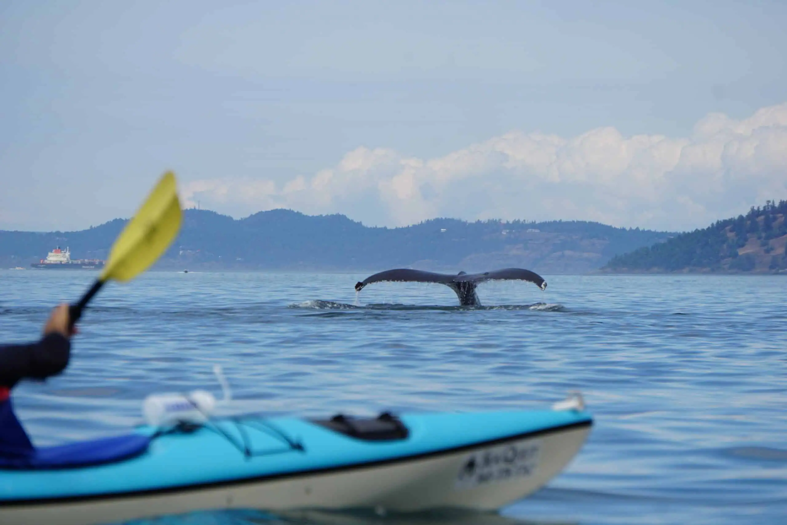 humpback-whale-kayak