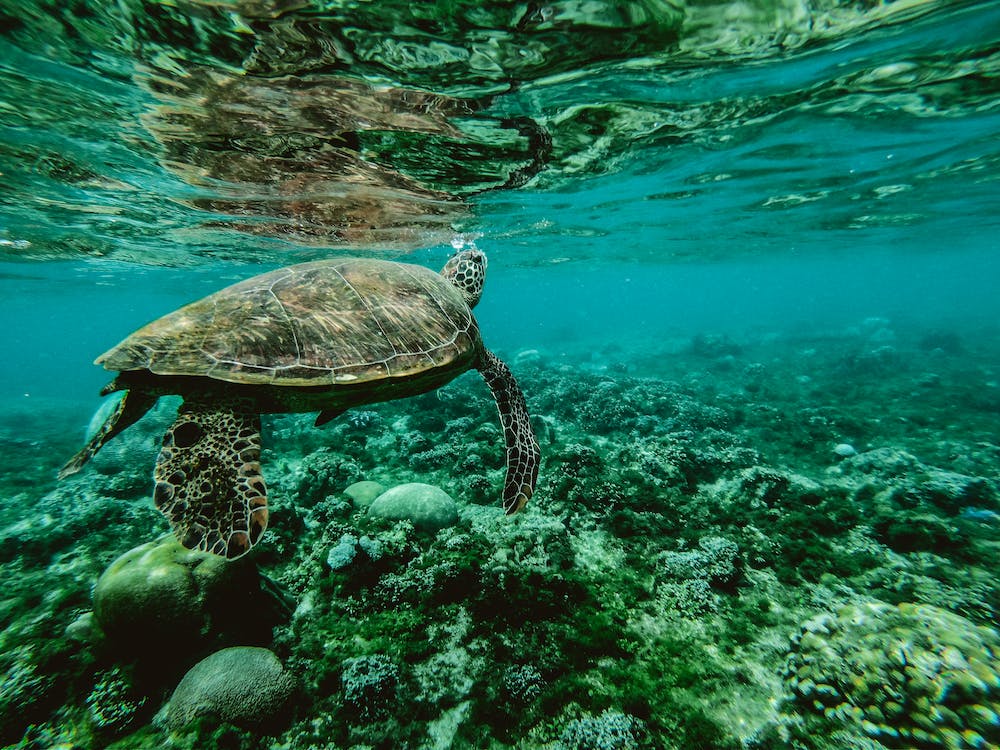 Underwater view of a sea turtle swimming over a coral reef, surrounded by clear blue water.