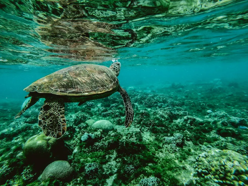 Underwater view of a sea turtle swimming over a coral reef surrounded by clear blue water