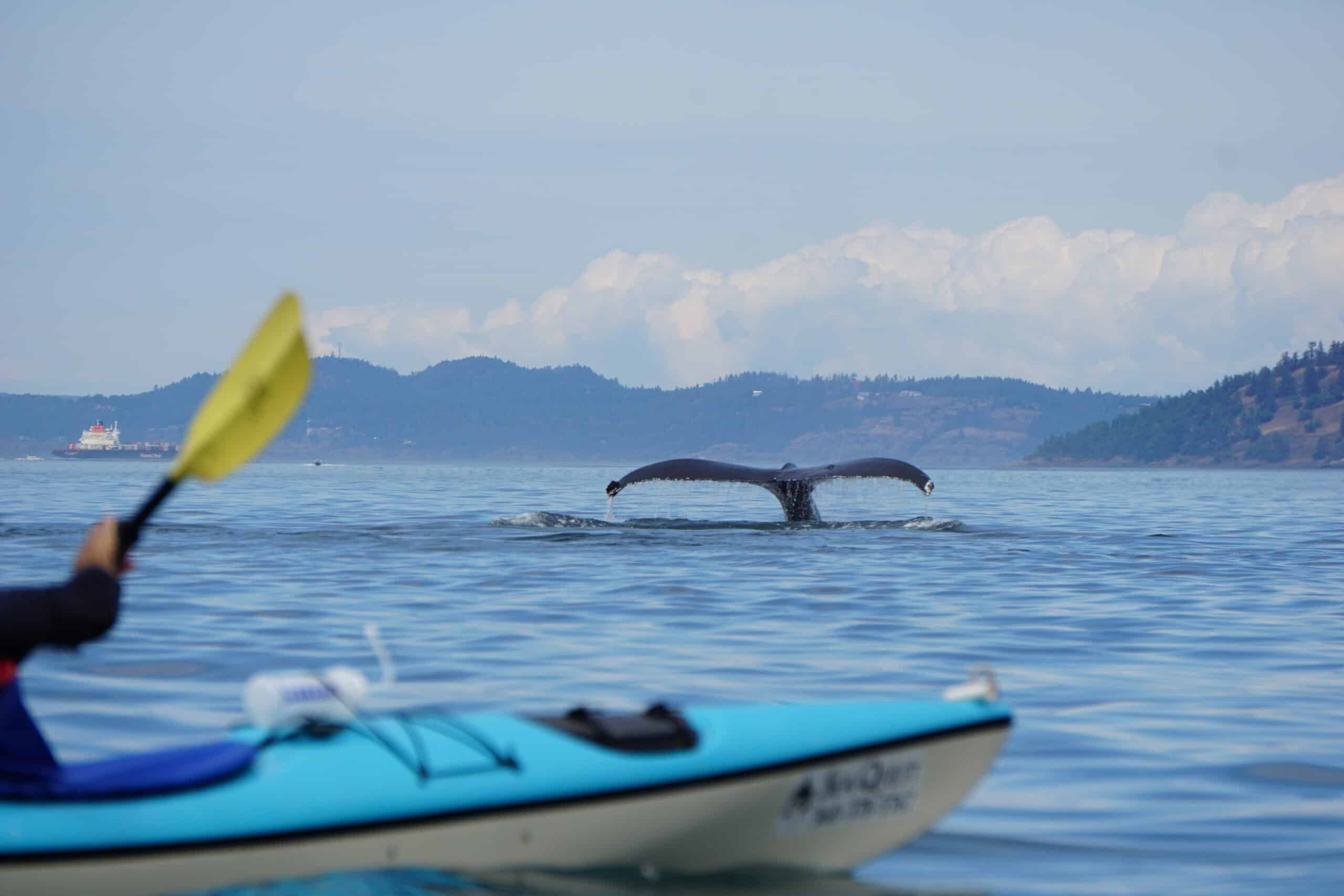 San Juan Islands Kayaking Trips: Orca Whale Tours