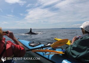 People in kayaks photograph an orca whale surfacing in the ocean