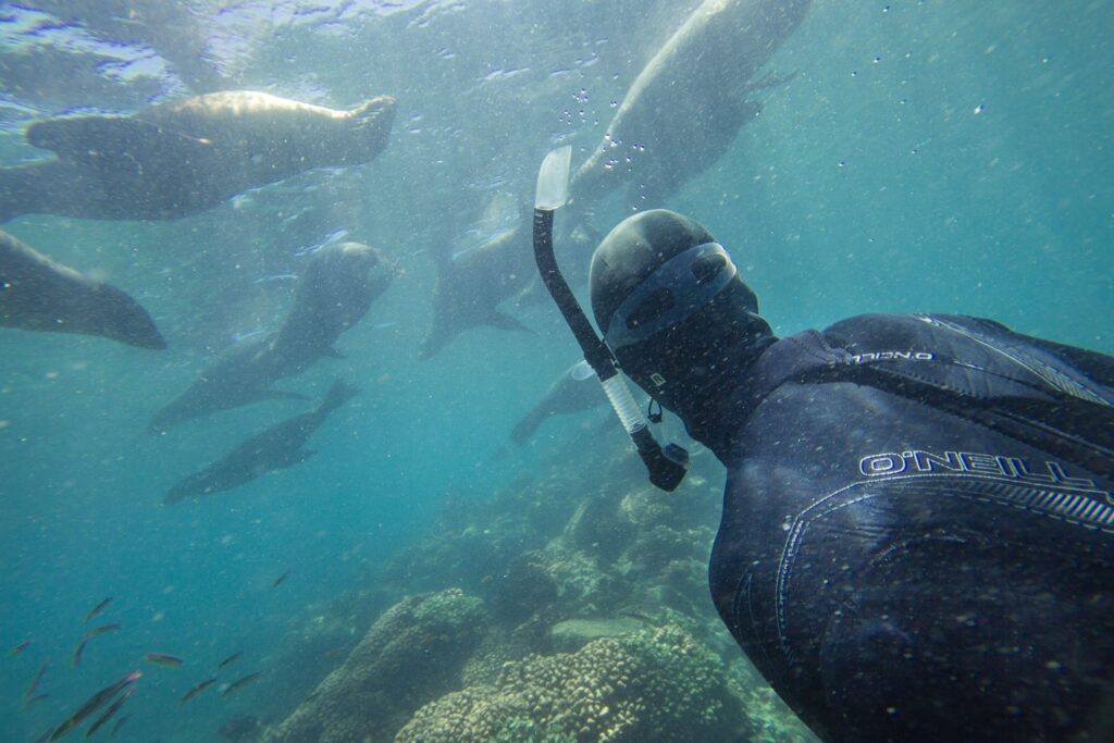 la paz kayaking baja mexico espirtu santo sea lions | Sea Quest Kayak Tours la-paz-kayaking-baja-mexico-espirtu-santo-sea-lions-scaled