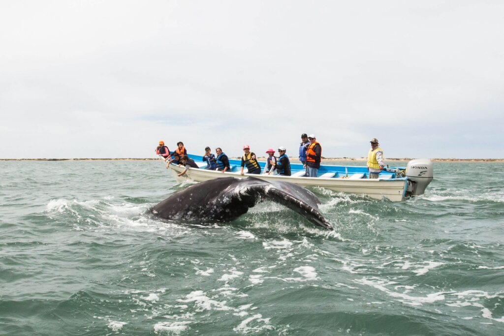 magdalena bay mexico whale watching | Sea Quest Kayak Tours magdalena bay is the best mexico whale watching location
